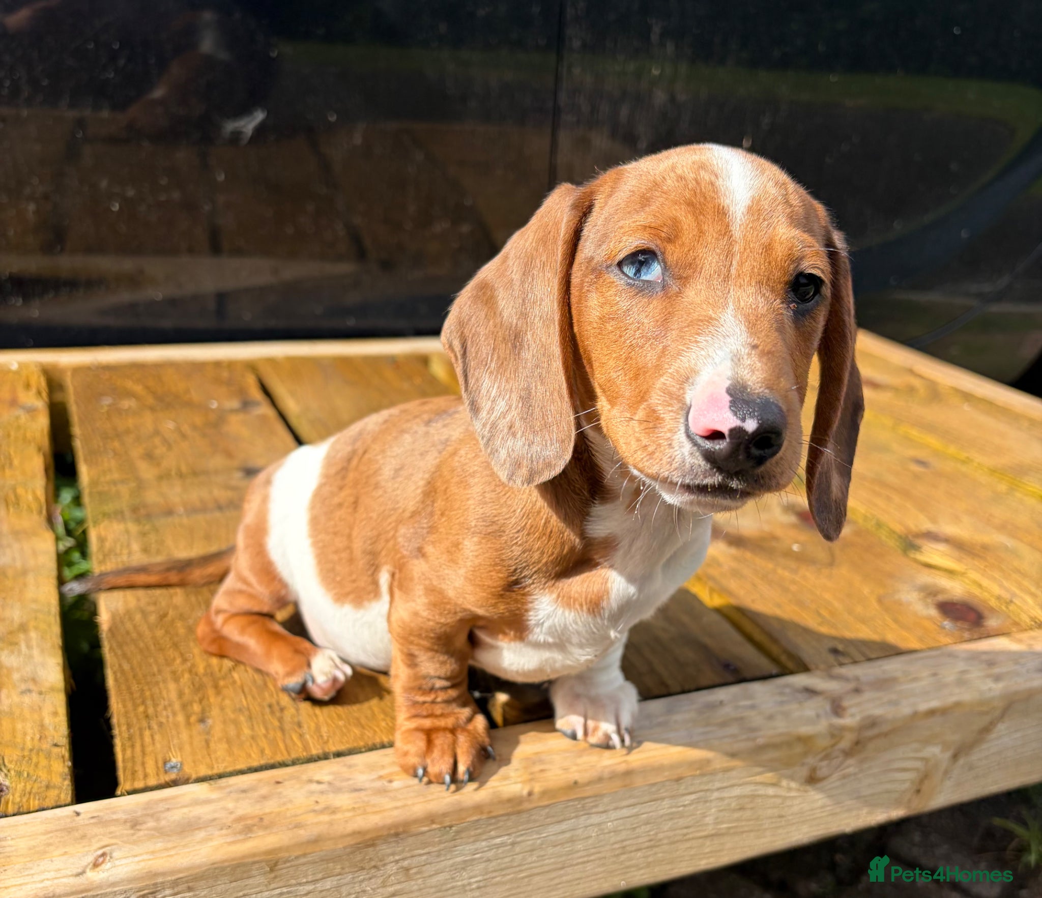 Miniature Dachshund dogs Miniature dachshund boys 🐾 - Advert 2