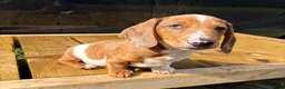 Miniature Dachshund dogs for sale: Miniature dachshund boys 🐾 - Advert 2