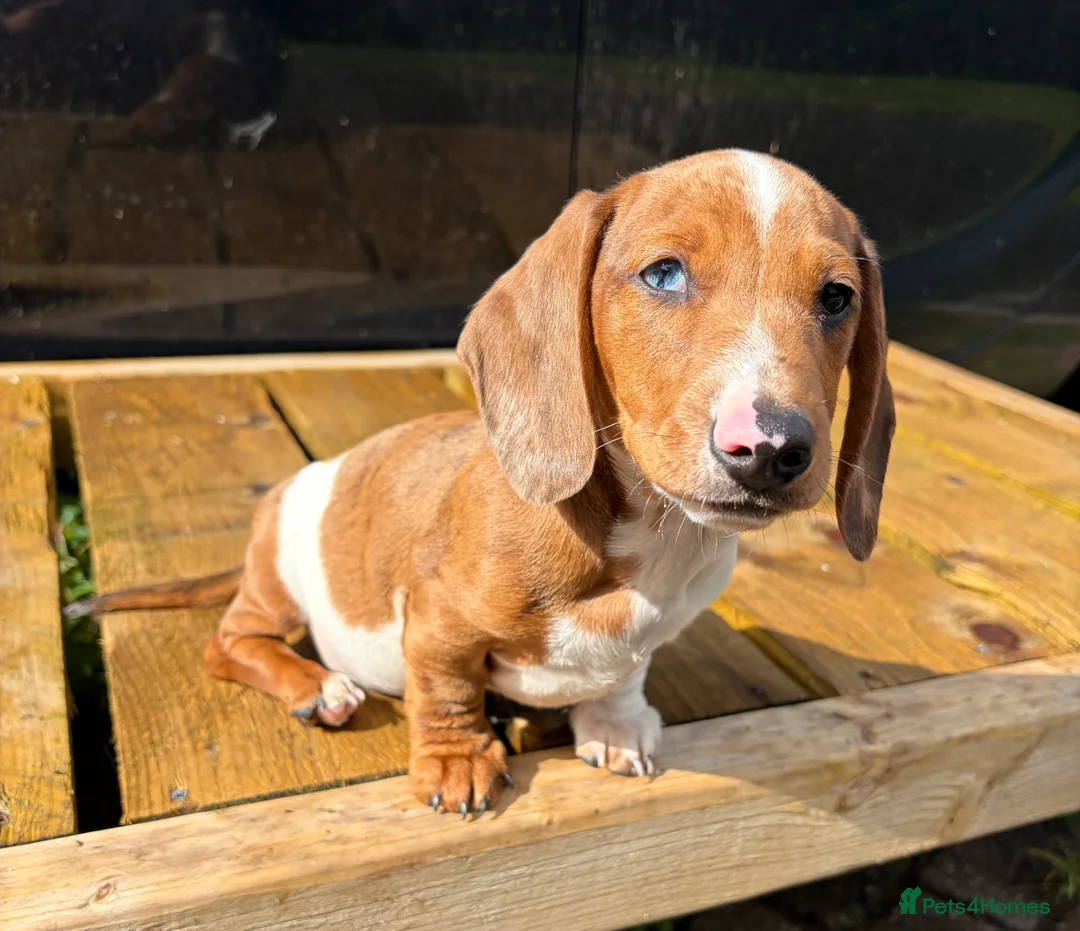 Miniature Dachshund dogs for sale: Miniature dachshund boys 🐾 - Advert 2