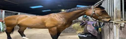 Irish Thoroughbred horses for sale: Gelding TB 16hh  in Newton Aycliffe - Advert 2