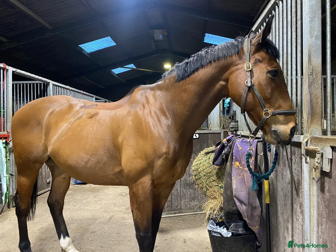 Irish Thoroughbred horses for sale: Gelding TB 16hh  in Newton Aycliffe - Advert 2
