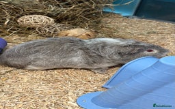 Guinea Pig rodents for sale: Single and Bonded Boars - Image 1