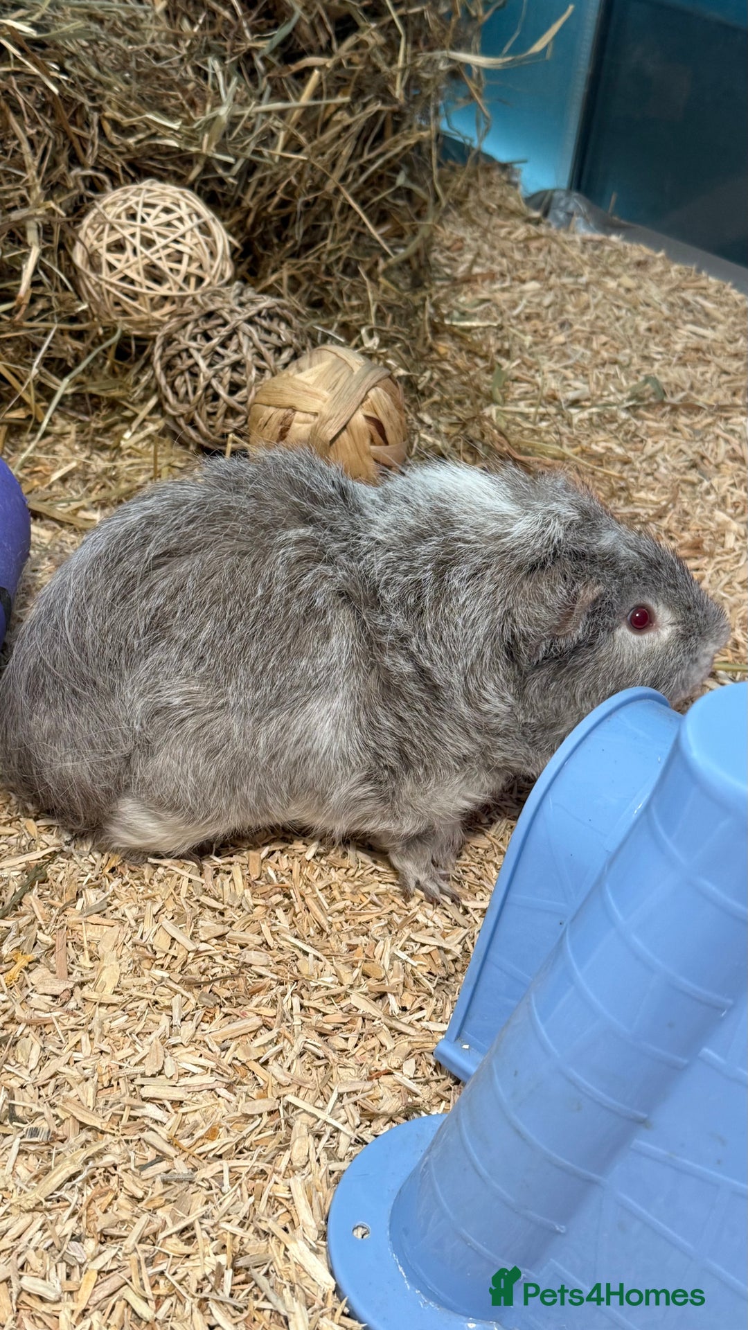 Guinea Pig rodents for sale: Single and Bonded Boars - Image 1