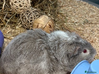 Guinea Pig rodents for sale - Advert 1