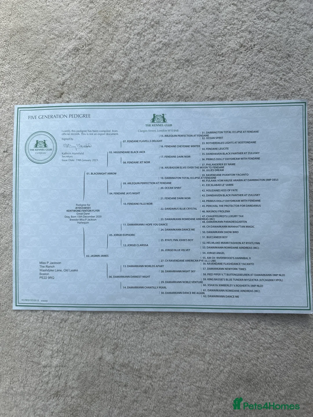 Great Dane dogs for stud: Karl the Great Dane for stud  in London - Advert 19