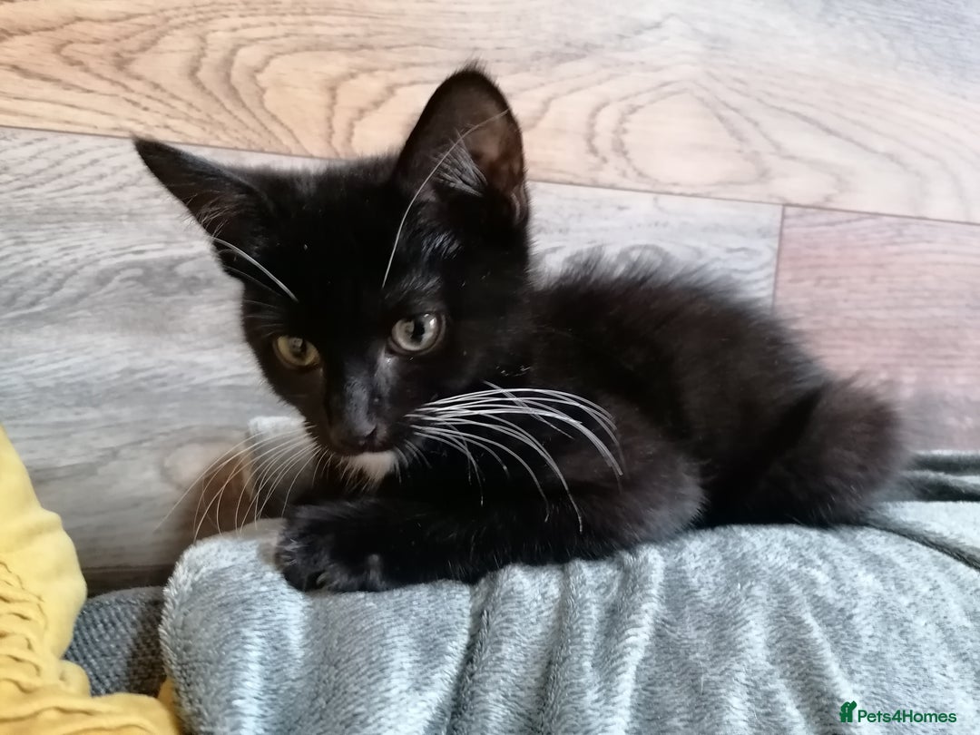 Mixed Breed cats for adoption: 💙🐱 OREO & SHADOW 😺💙 - Image 14