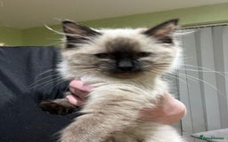 Ragdoll cats for sale: Ragdoll girl  - Image 2