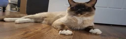 Ragdoll cats for sale: 😻ACTIVE 1yo QUEEN - GCCF for sale😻 - Advert 2