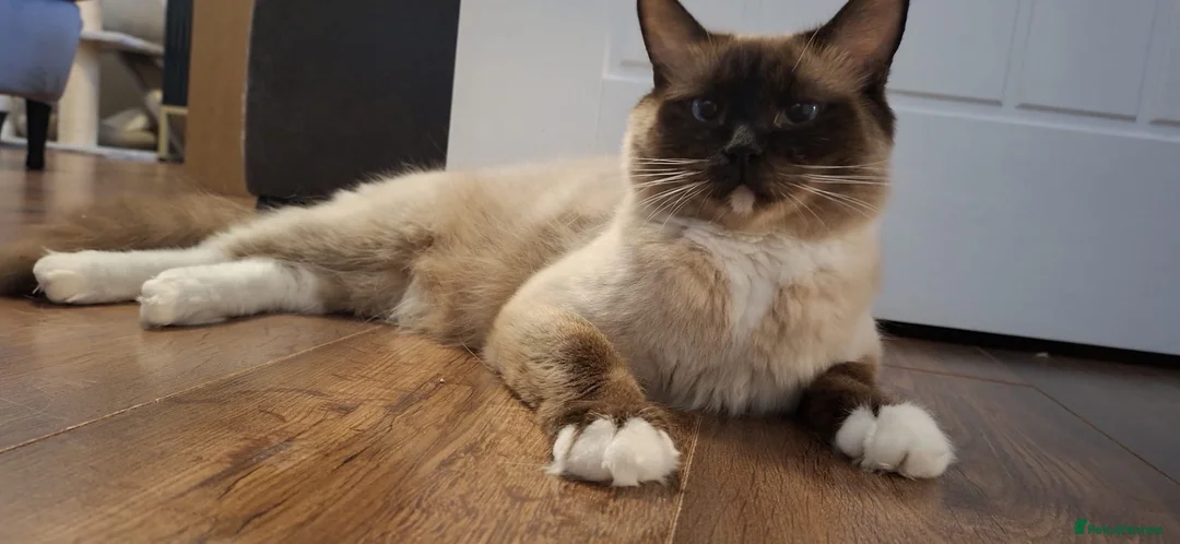 Ragdoll cats for sale: 😻ACTIVE 1yo QUEEN - GCCF for sale😻 - Advert 2