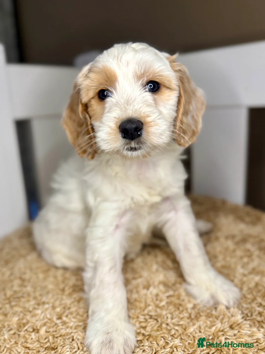Cockapoo dogs for sale: Sweet Natured, Healthy & Happy Cockapoos - Advert 6