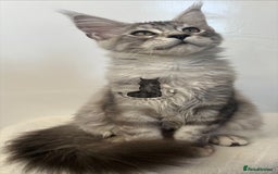 Maine Coon cats for sale: Maine Coon boy male blue silver tabby TICA ready  - Advert 6
