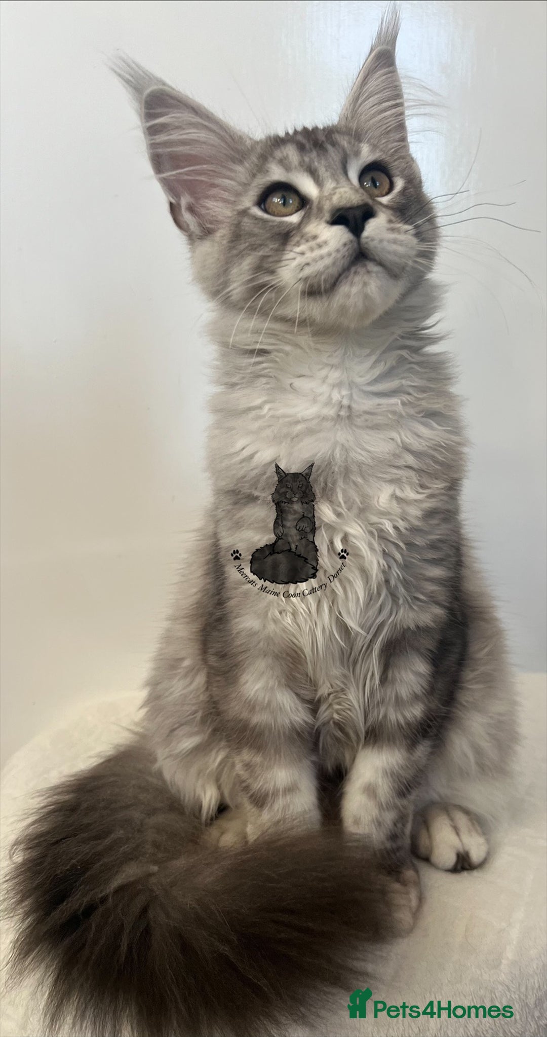 Maine Coon cats for sale: Maine Coon boy male blue silver tabby TICA ready  - Advert 6