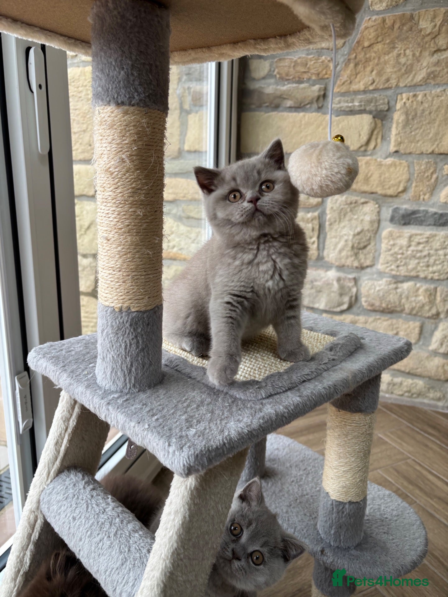 British Shorthair cats for sale: Beautiful lilac British shorthair sisters - Advert 2