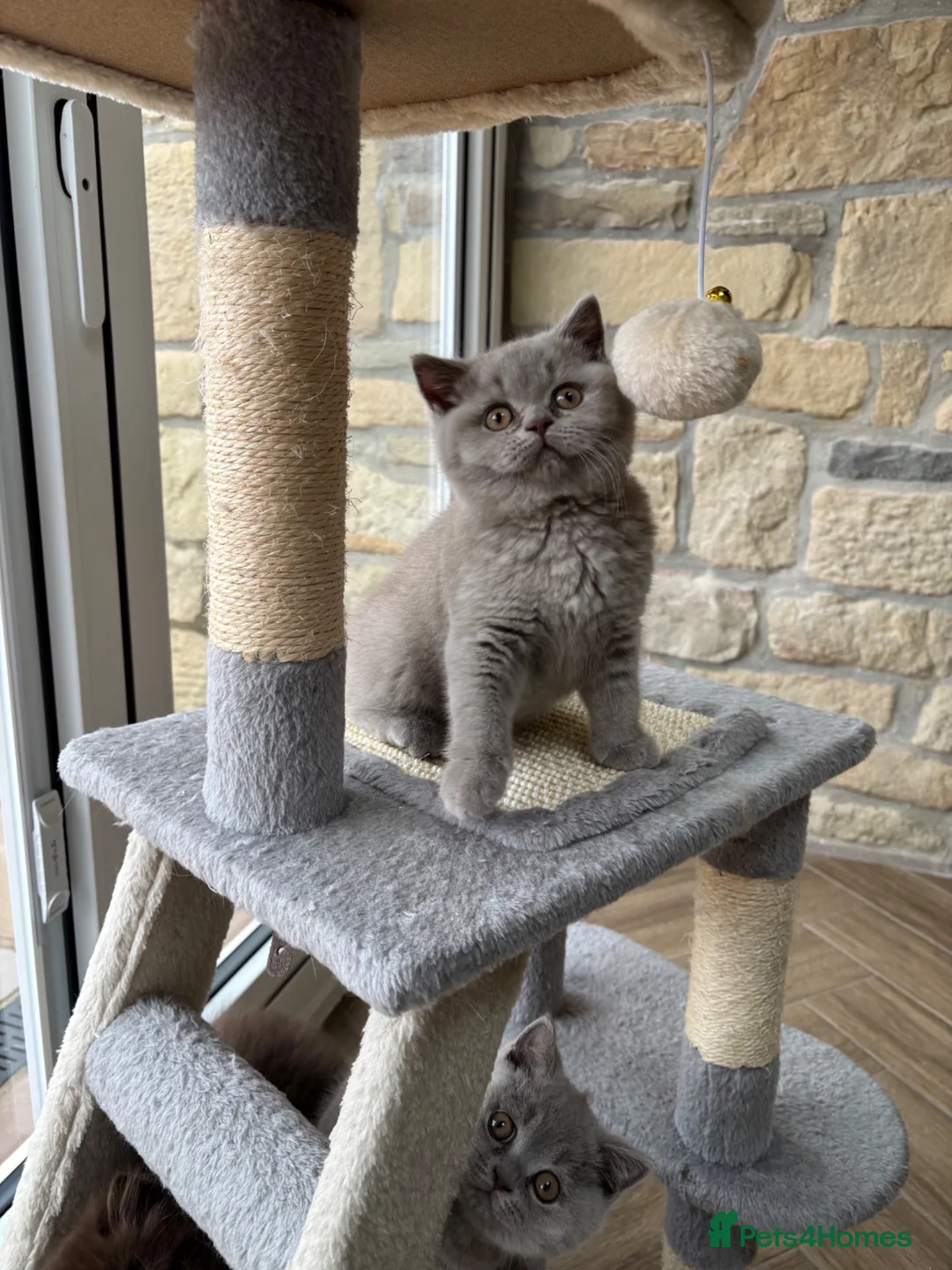 British Shorthair cats for sale: Beautiful lilac British shorthair sisters - Advert 2