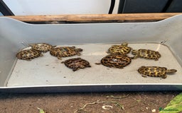Tortoise reptiles for sale: Horsefield Tortoise Hatchlings for Sale - Image 2