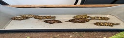Tortoise reptiles for sale: Baby Horsefield Tortoises LAST FEW REMAINING - Advert 2