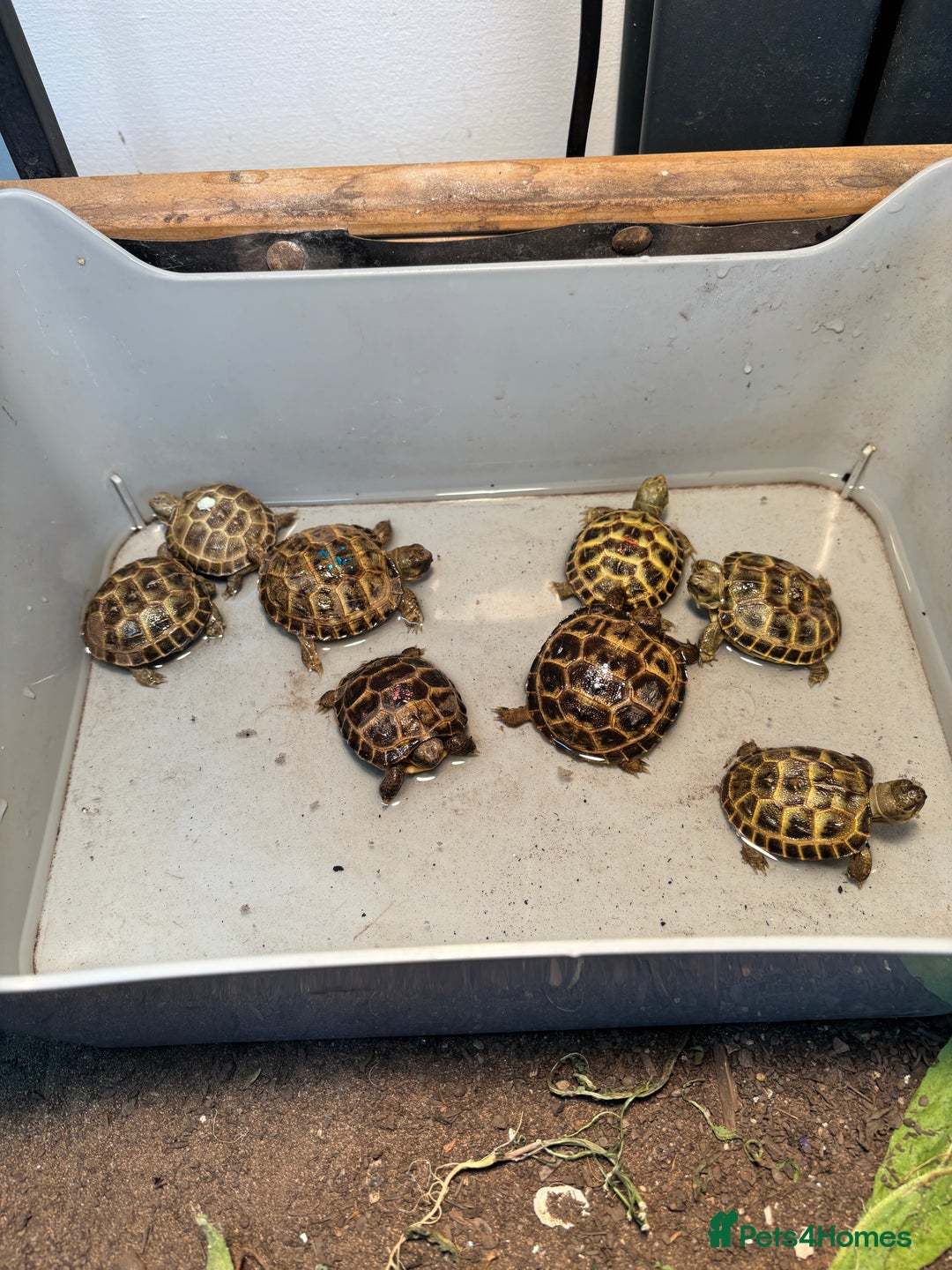 Tortoise reptiles for sale: Horsefield Tortoise Hatchlings for Sale - Image 2