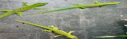 Gecko reptiles for sale: Hi Red Giant Day Geckos - Advert 5