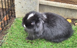 Mini Lop rabbits for sale: Mini lops ready 9th august  - Image 1