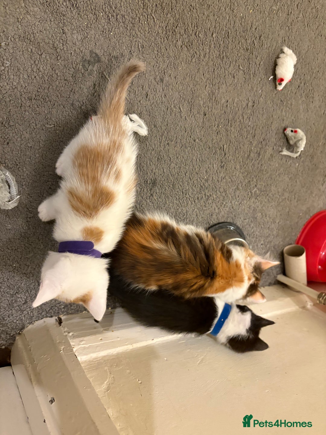 Domestic Shorthair cats for sale: Domestic Shorthairs - 6 Left - Advert 27