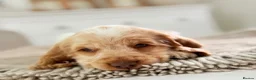 Cocker Spaniel dogs for sale: Show type cocker spaniels  - Advert 1