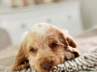 Cocker Spaniel dogs Show type cocker spaniels - Advert 1
