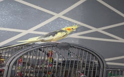 Cockatiels birds for sale: Fully tamed talking bird - Image 3