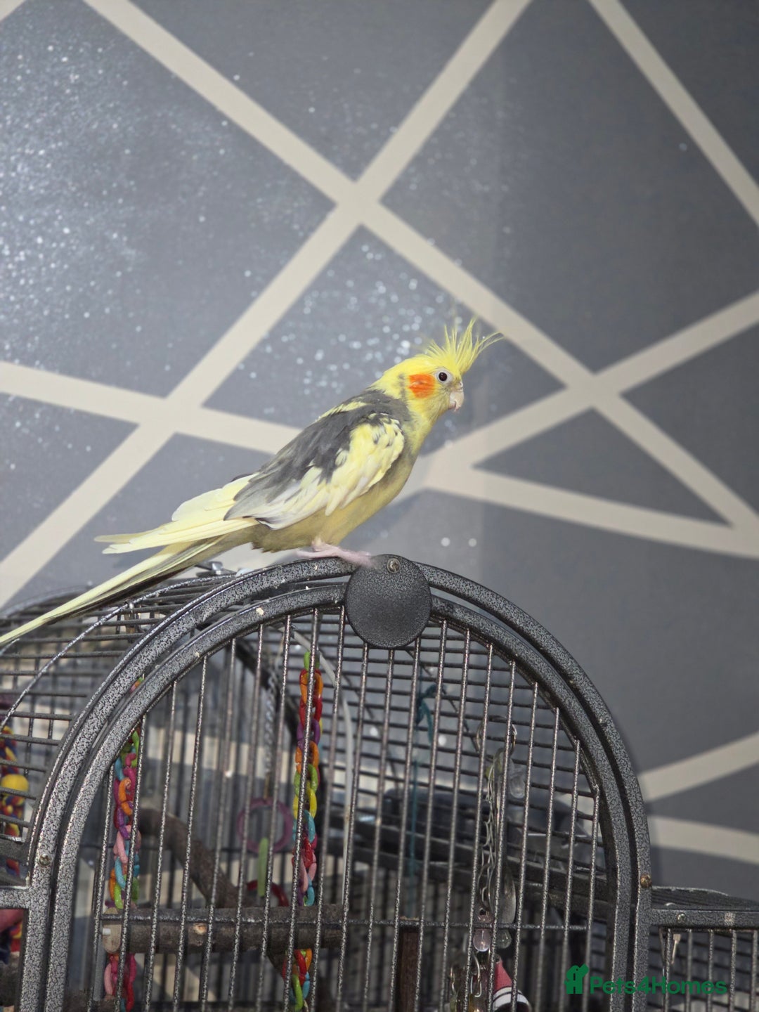 Cockatiels birds for sale: Fully tamed talking bird - Image 3