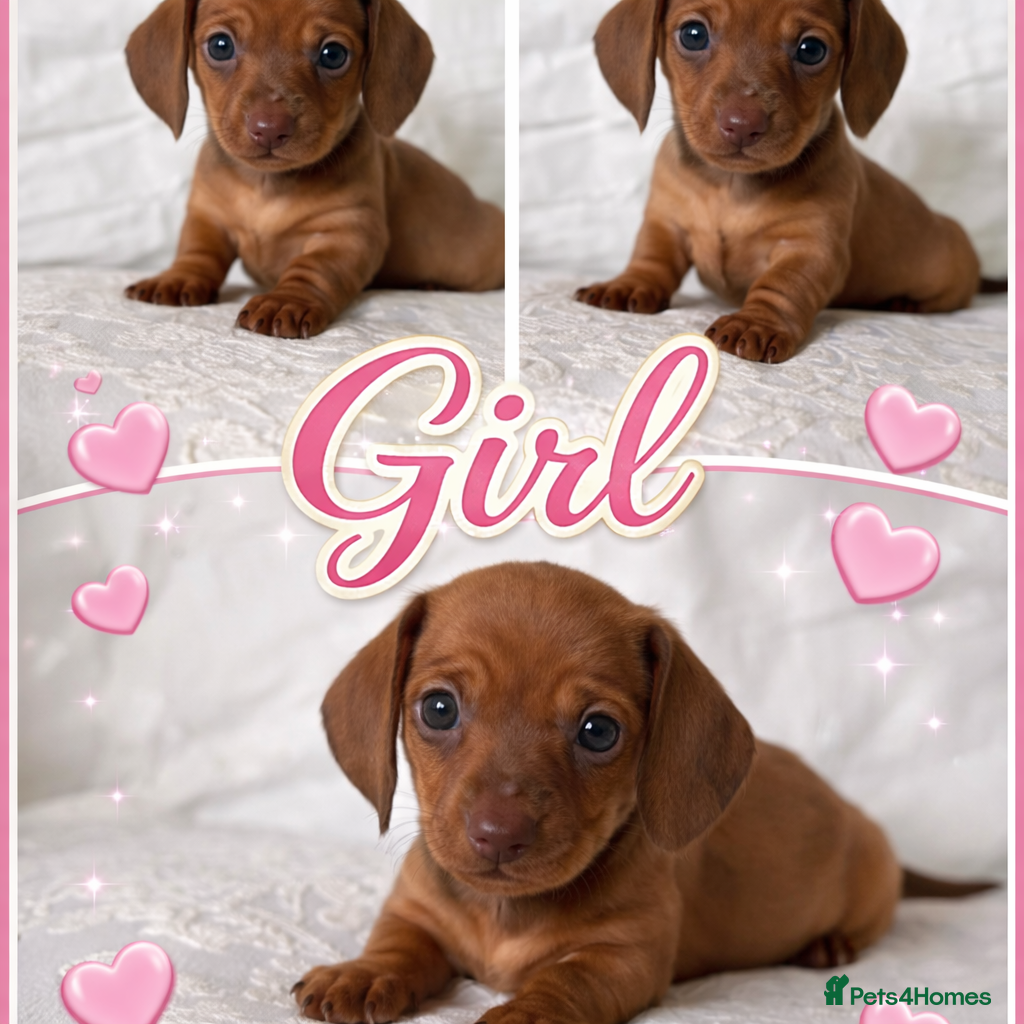 Miniature Dachshund dogs KC champion bloodline PRA clear minature dachshund - Advert 1