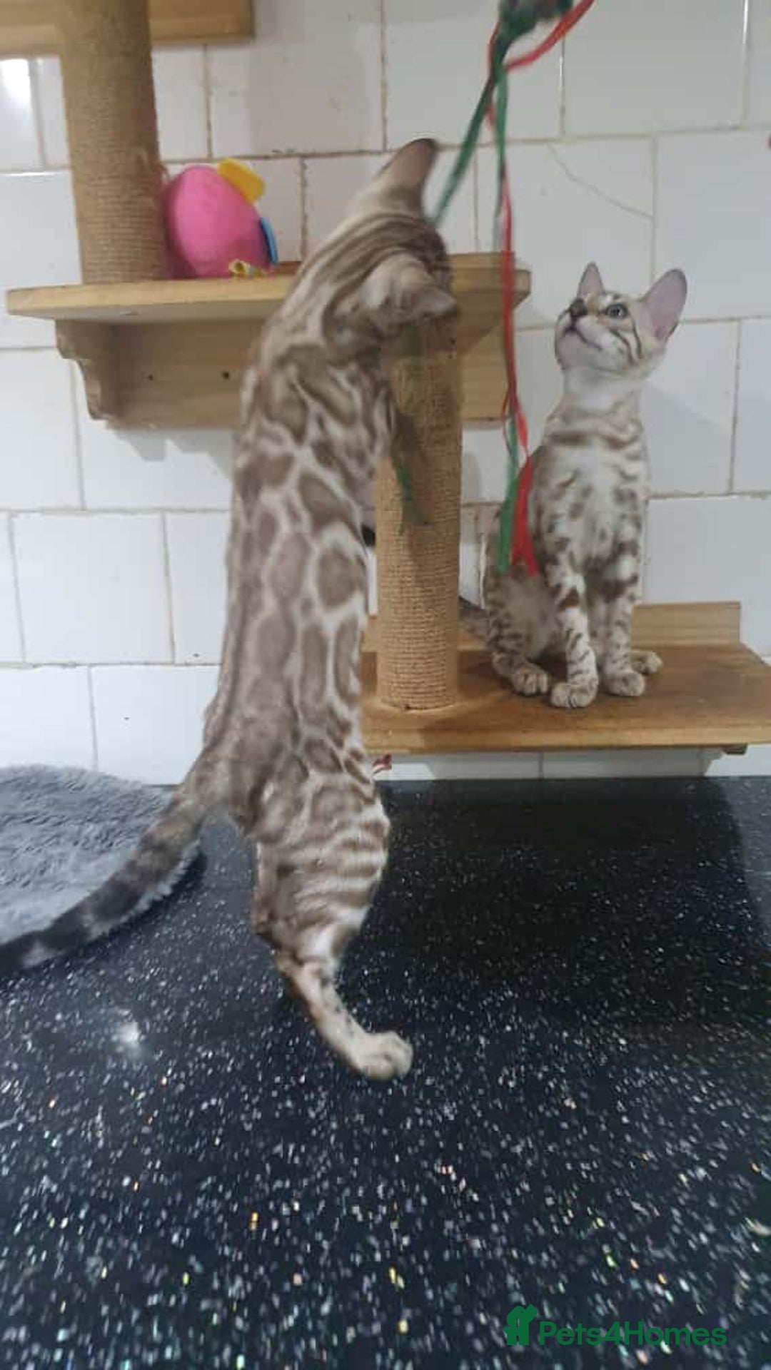 Bengal cats for sale: 🔥✨Pedigree TICA-Registered Bengals - Image 9