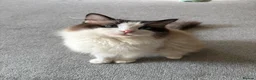 Ragdoll cats for sale: Ragdoll kittens - Advert 3