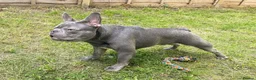 French Bulldog dogs for stud: French bulldog stud KC registered - Milton Keynes in Milton Keynes - Advert 2
