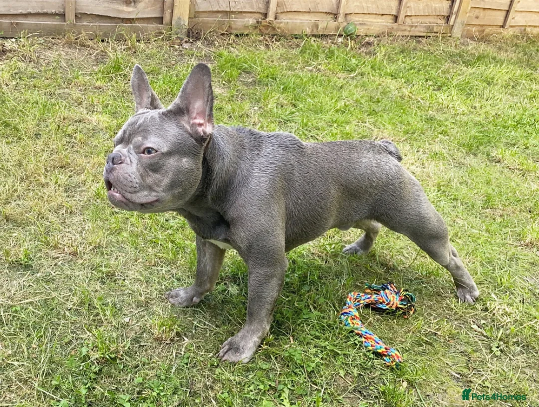 French Bulldog dogs for stud: French bulldog stud KC registered - Milton Keynes in Milton Keynes - Advert 2