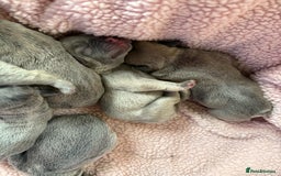 French Bulldog dogs for sale: French bulldog Pups  - Image 4
