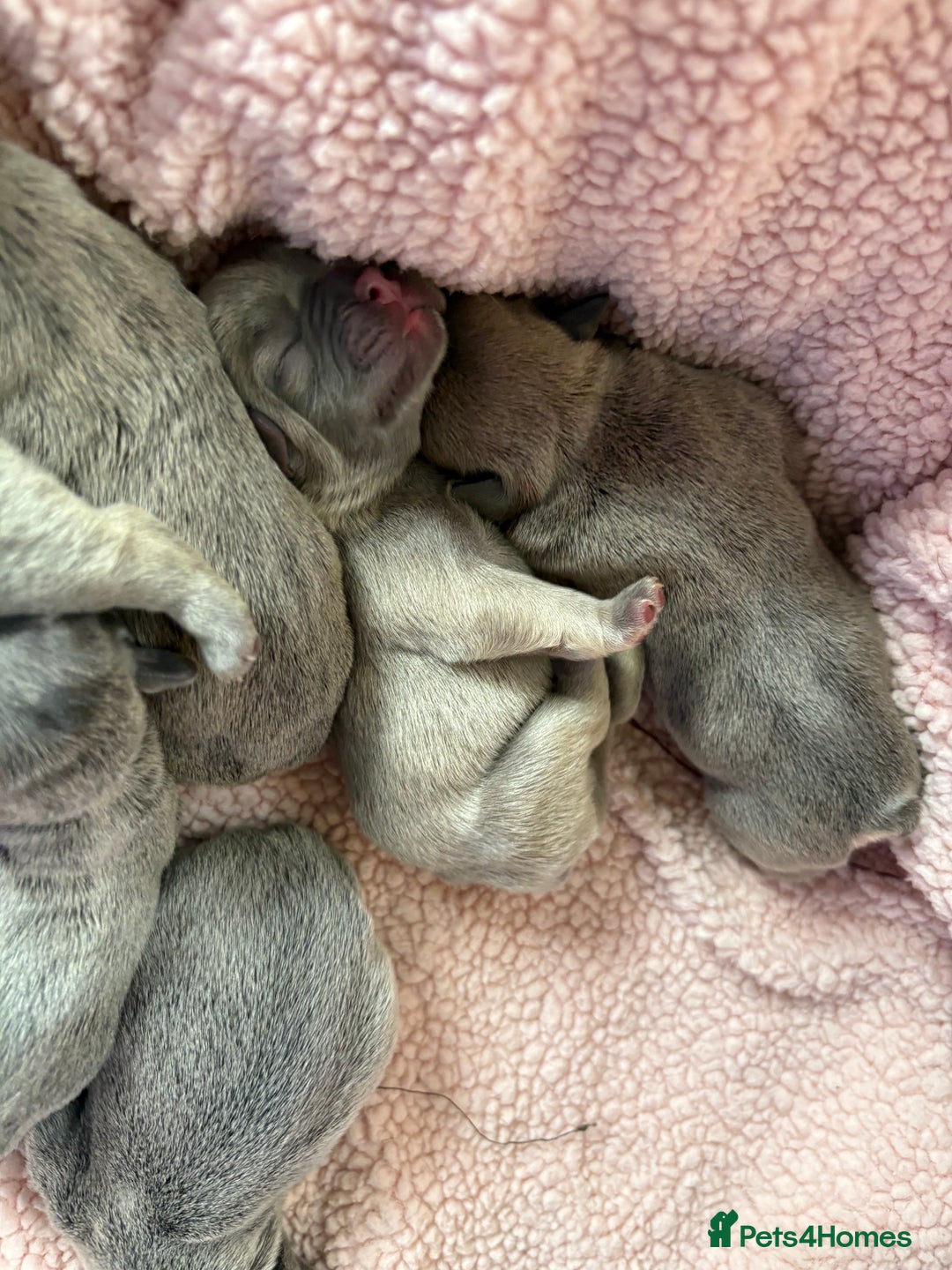 French Bulldog dogs for sale: French bulldog Pups  - Image 4
