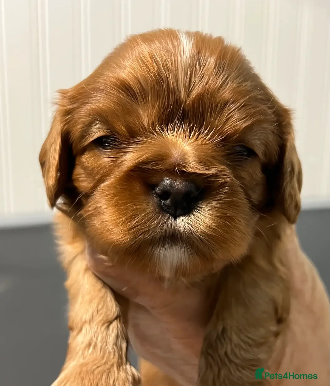 Cavalier King Charles Spaniel dogs for sale: Beautiful Cavalier King Charles Spaniel puppies! - Image 4