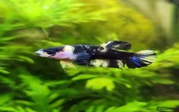 Bettas fish for sale: Betta fish for sale  - Image 18