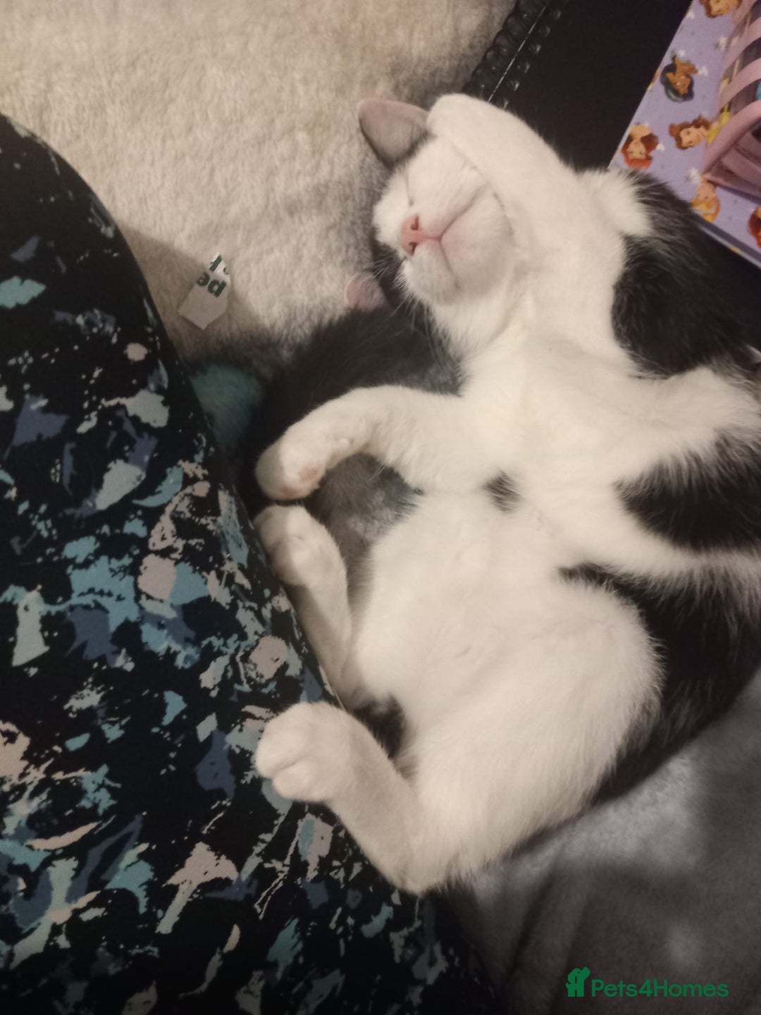 Mixed Breed cats for sale: Male tuxedo cat named Luca  - Advert 6