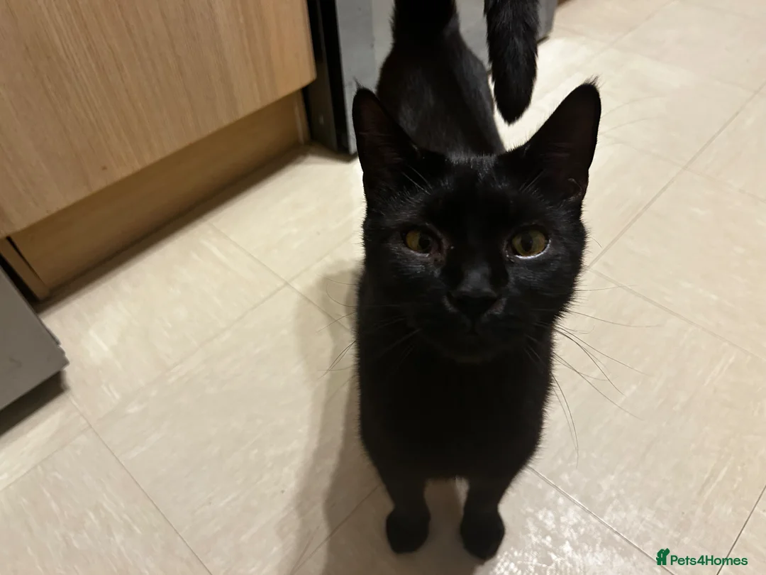 Mixed Breed cats for sale: Beautiful mixed breed cat 18 mth old affectionate  in Wellingborough - Advert 2