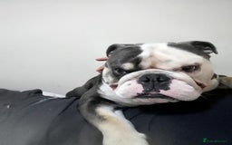 English Bulldog dogs for sale: English bulldog  - Image 4