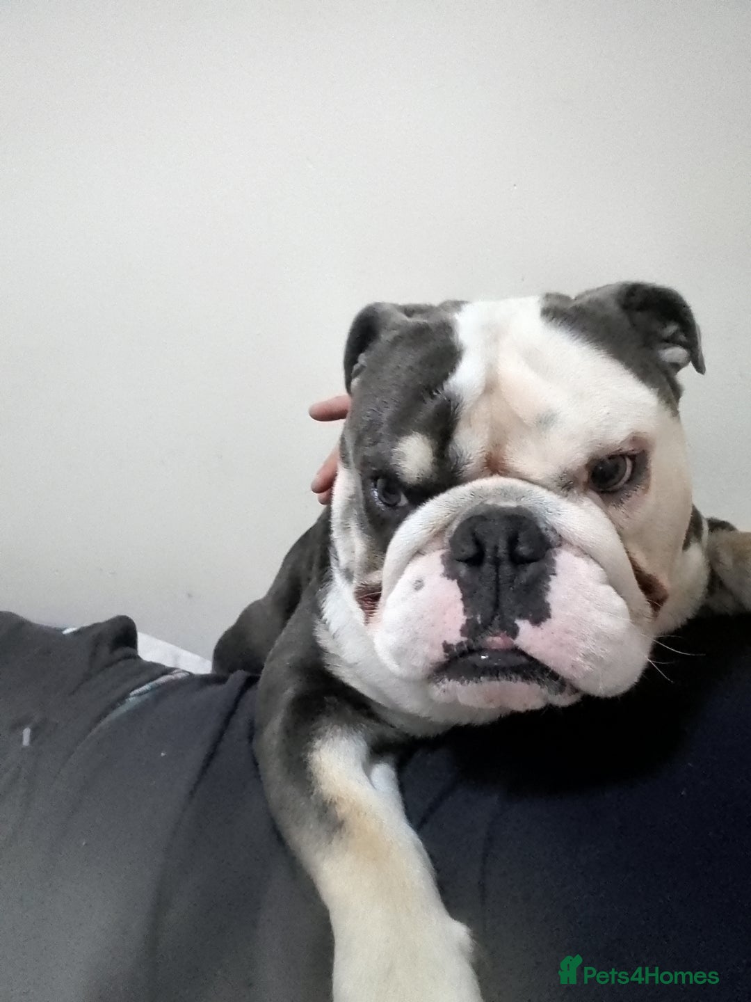 English Bulldog dogs for sale: English bulldog  - Image 4