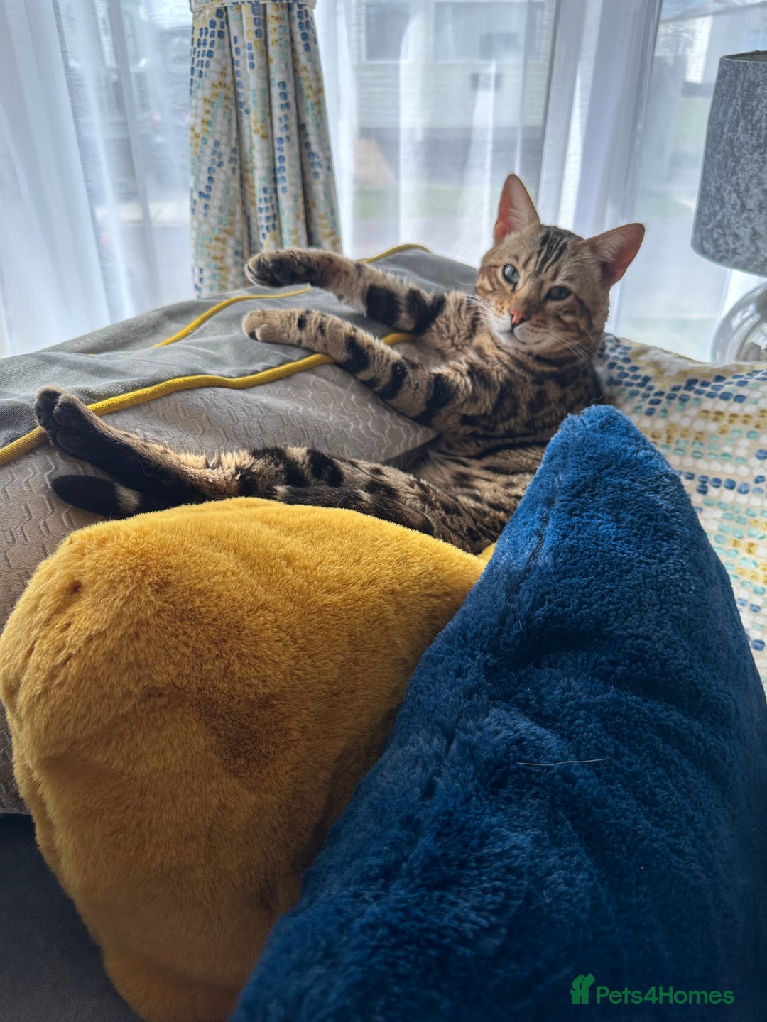 Bengal cats for sale: Two Bengal brothers  - Advert 4