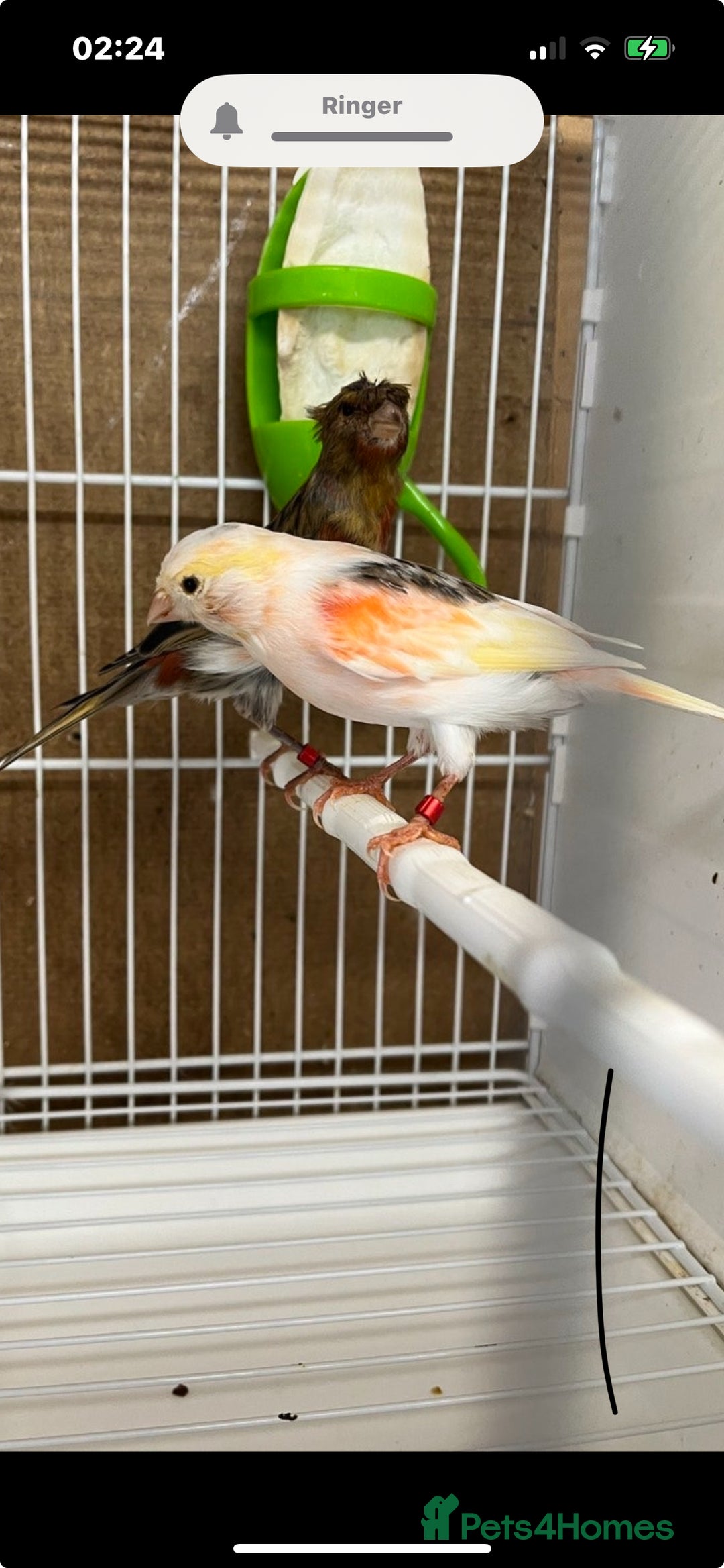 Canaries birds for sale: harlequins canary pairs and canaries  - Image 1
