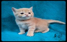 Scottish Fold cats for sale: TICA Registered Scottish kittens - Image 18