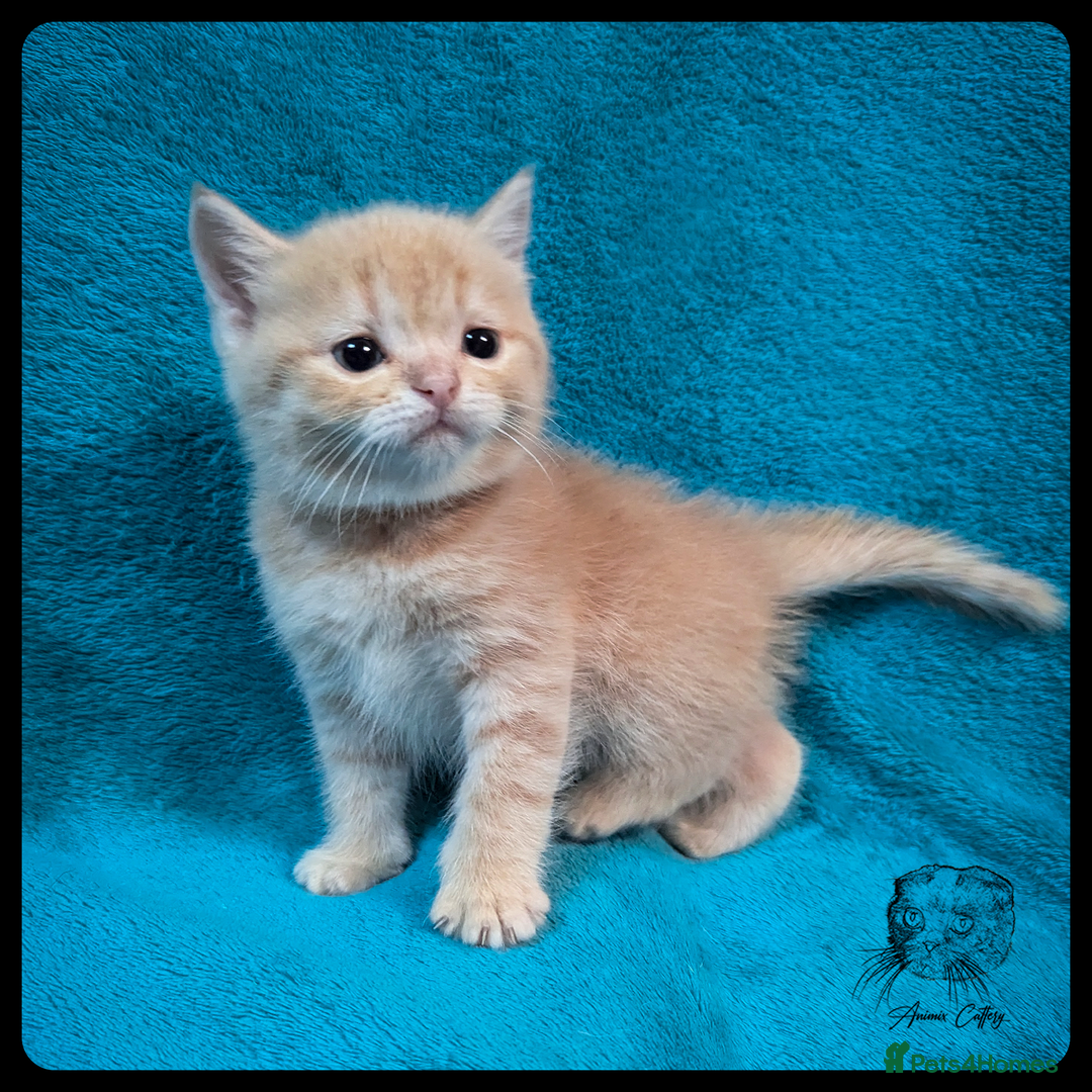 Scottish Fold cats for sale: TICA Registered Scottish kittens - Image 18