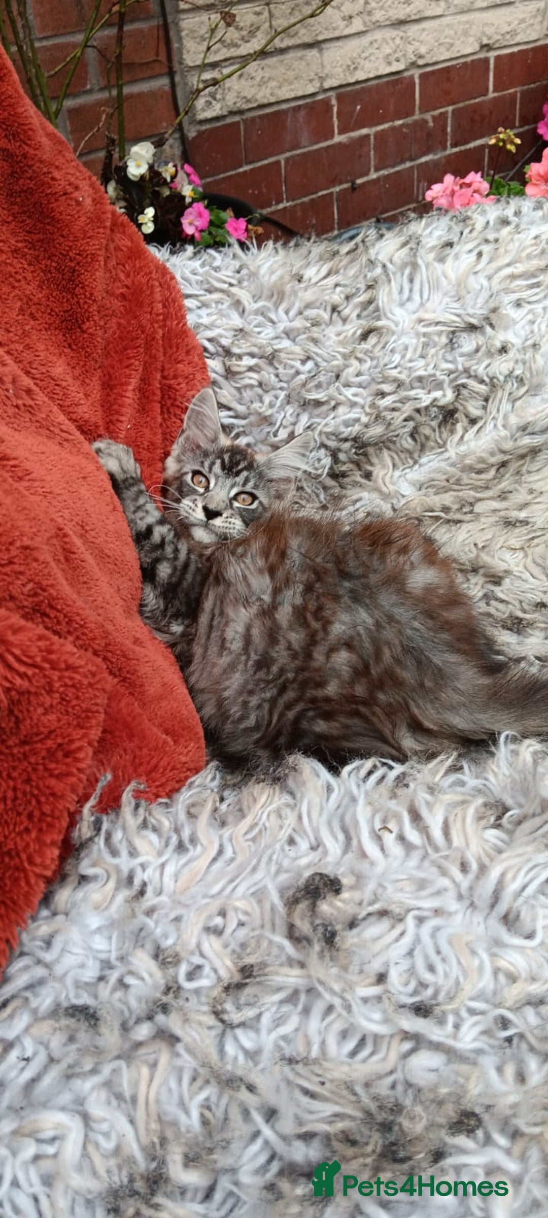 Maine Coon cats for sale: Adorable Kitten Looking for a Forever Home! 🏡 - Image 1