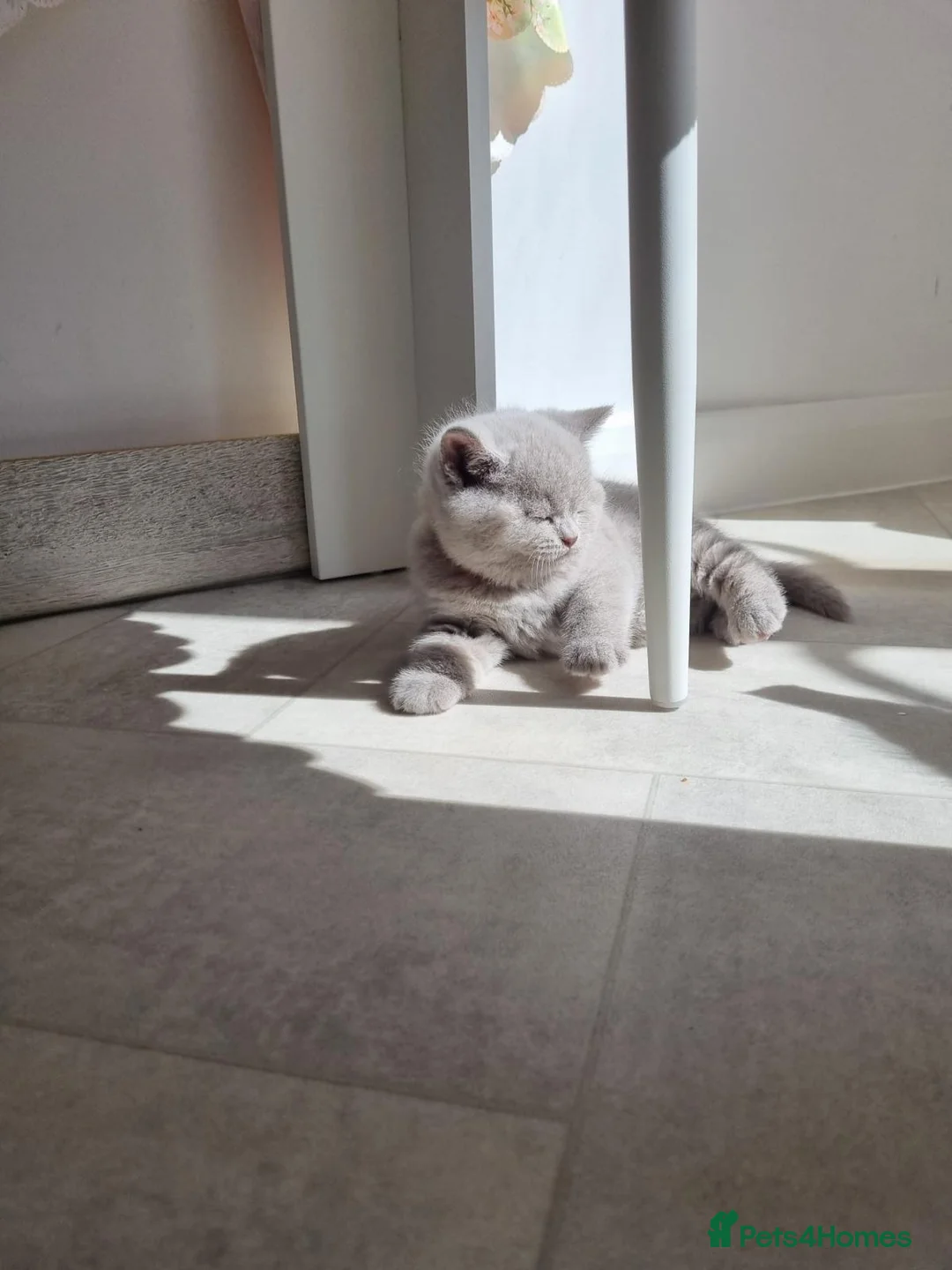 British Shorthair cats for sale: Beautiful GCCF Registered Kittens for Sale. in Northampton - Advert 1