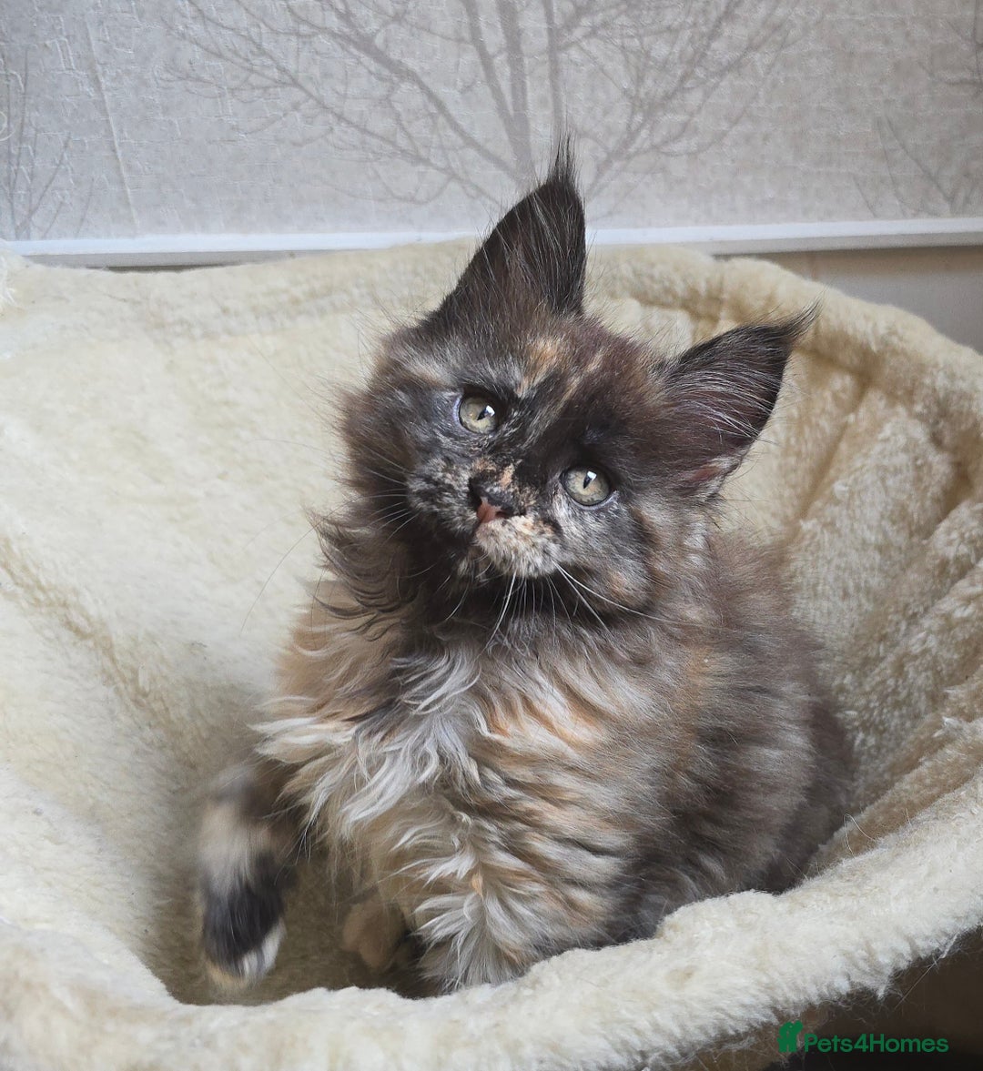 Maine Coon cats for stud: STUD ONLY  Maine Coon 9kg Russian Lines Proven - Image 14