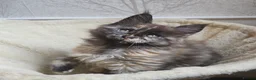 Maine Coon cats for stud: Large Black 9kg Russian Lines Maine Coon STUD - Advert 19