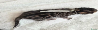 Bengal 4